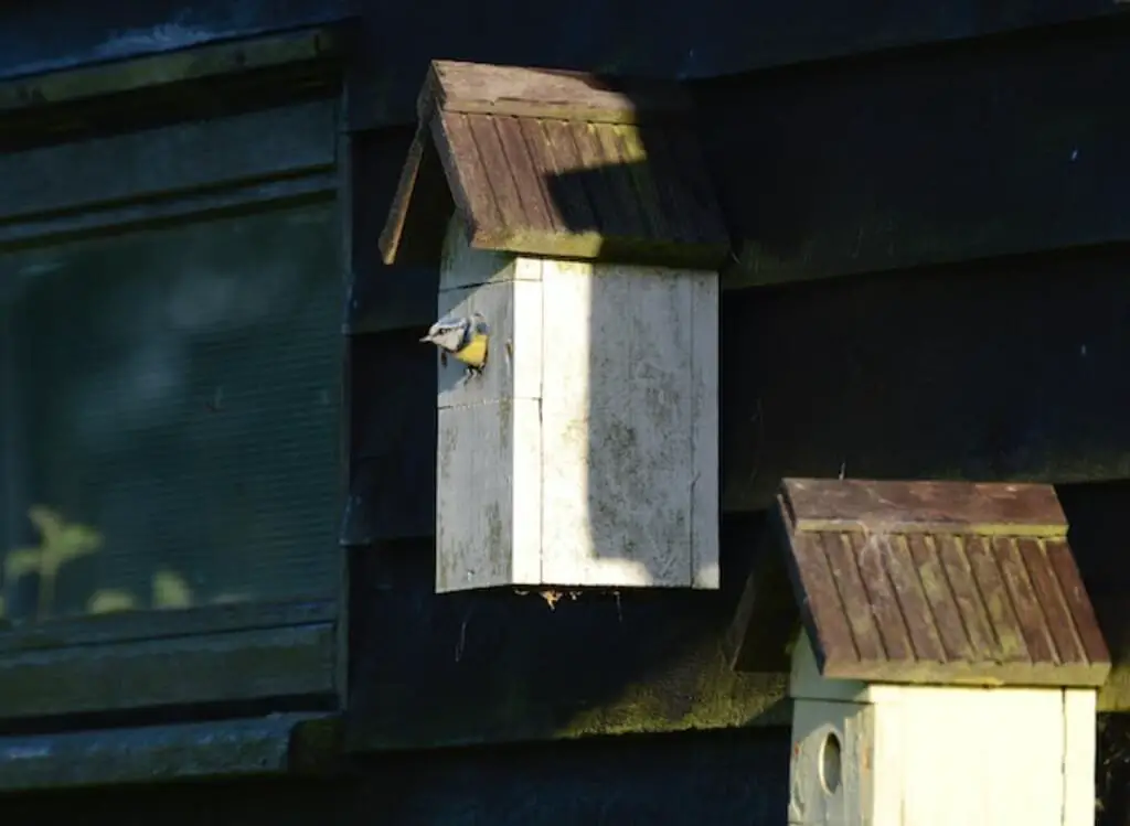 Blue Tit emerging from her birdhouse, looking for food to feed her brood
