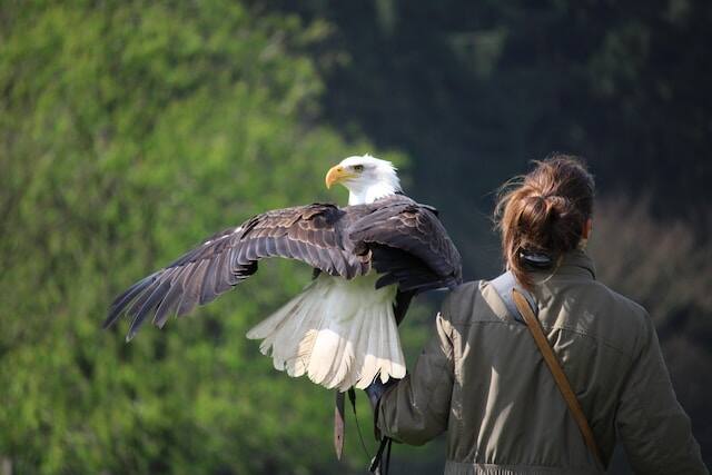 A Bald Eagle perched on a woman's hand.
