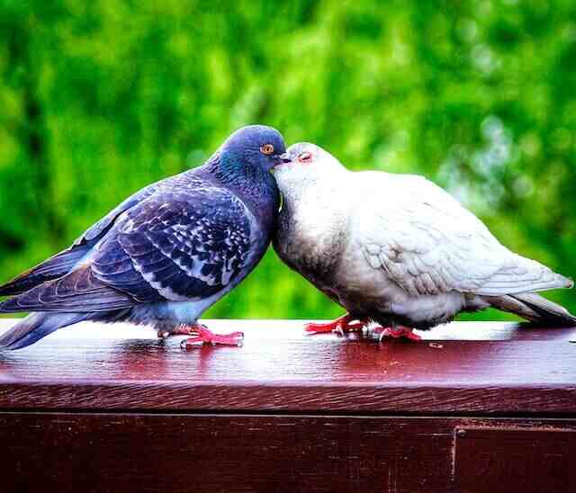 Two pigeons kissing each other.