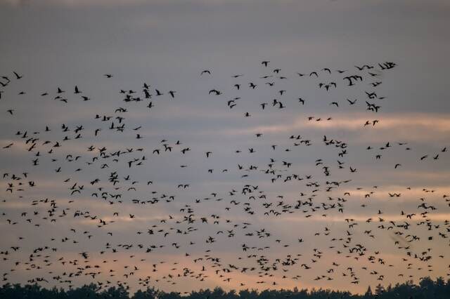 A large flock of geese migrating.