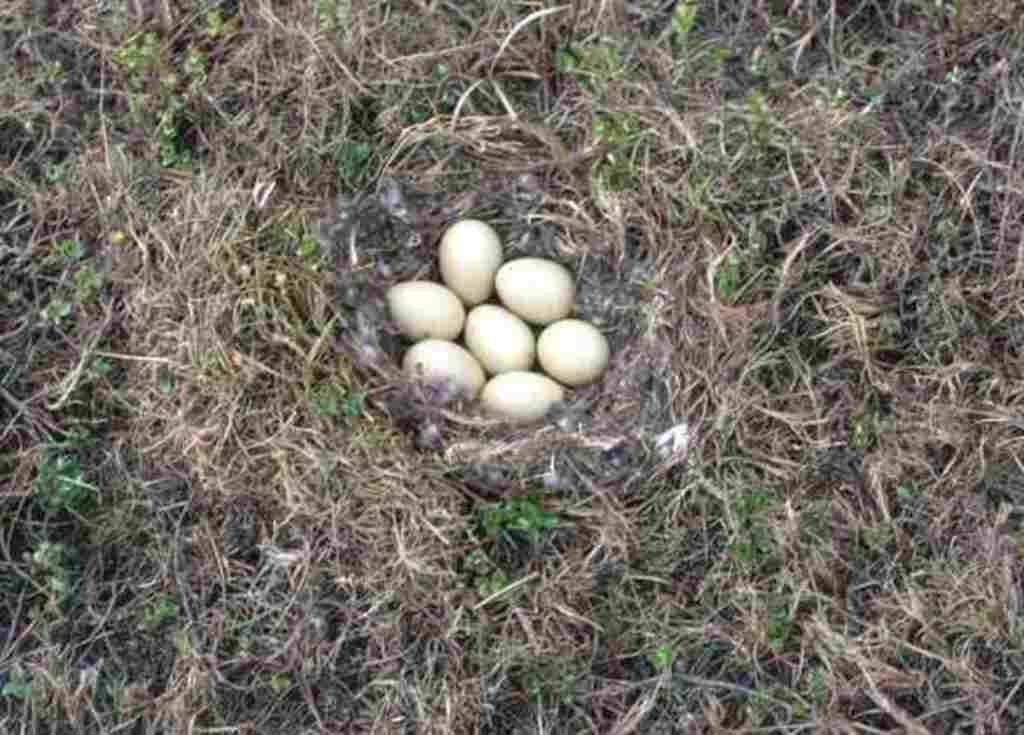 Seven Long-tailed Duck eggs in a nest.