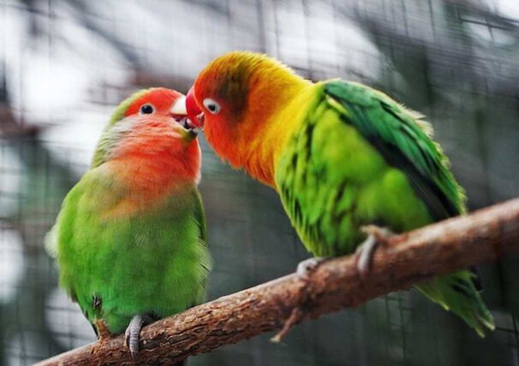 Two Lovebirds kissing.