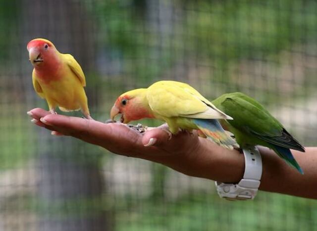 Three parrots perched on a woman's arm in Jamaica.