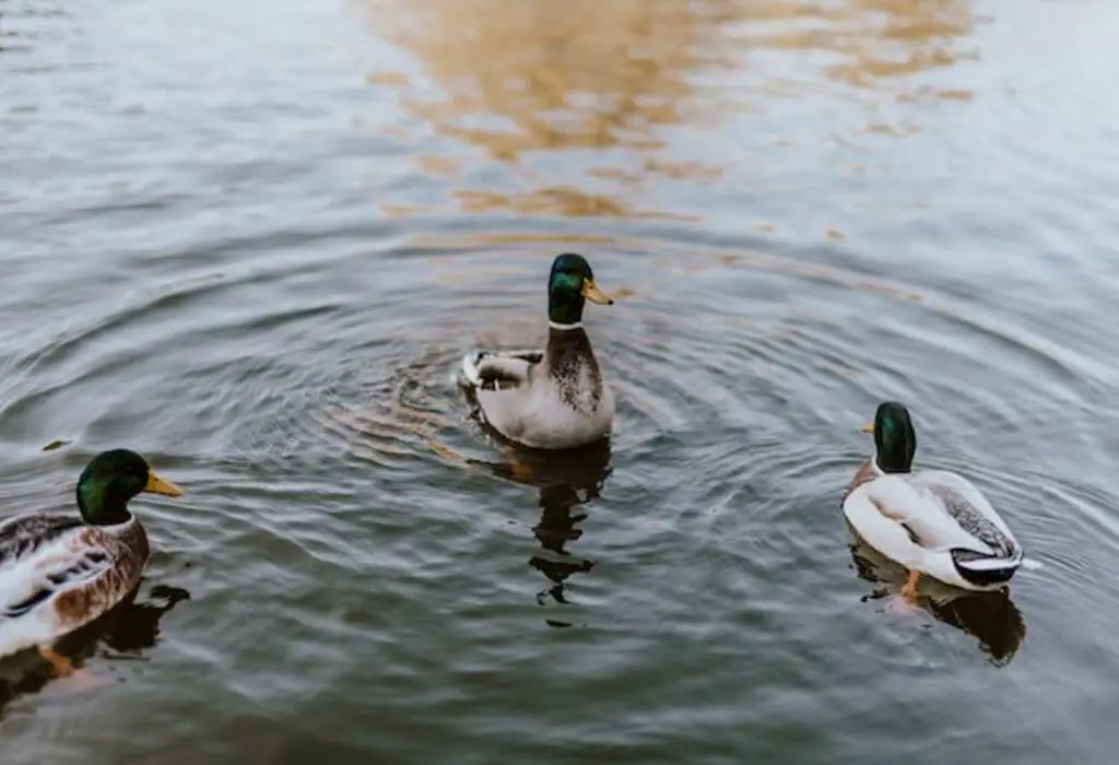Three ducks swimming in a pond.