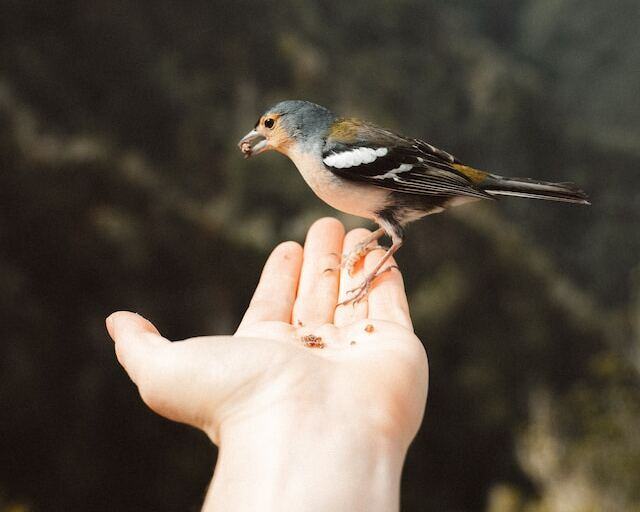 A wild bird perched on a person's hand.