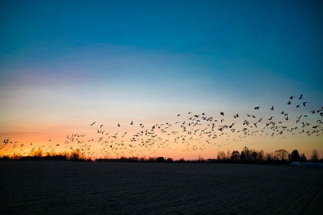 A flock of birds migrating.