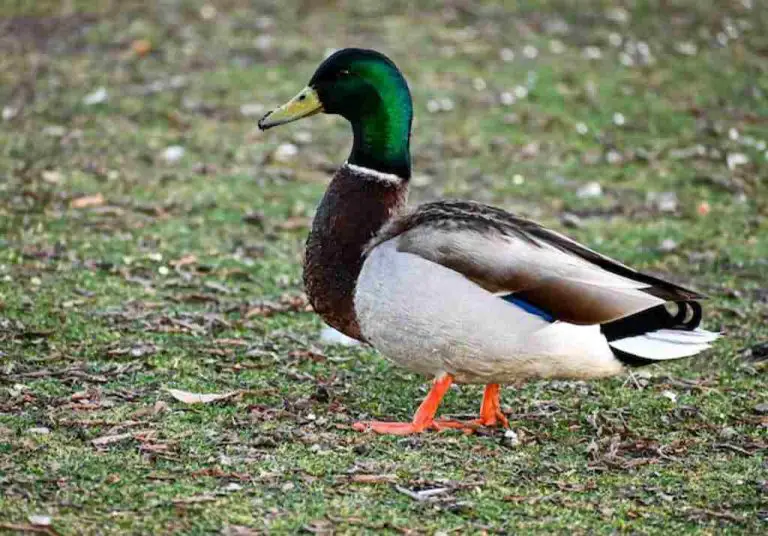 Do Ducks Eat Ticks? Everything You Need To Know!