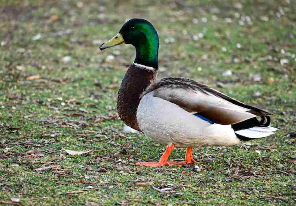 A mallard duck walking around .