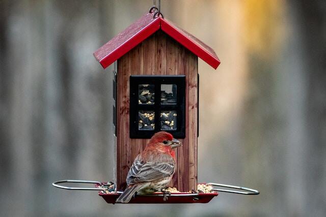 A male house finch at a bird feeder.