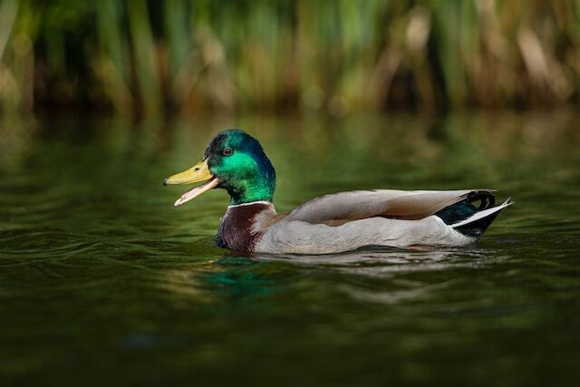 A mallard duck floating through the water