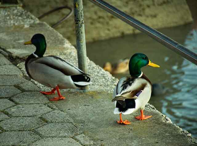Two mallard ducks walking around.