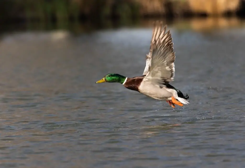 A mallard duck takingflightfrom the water.