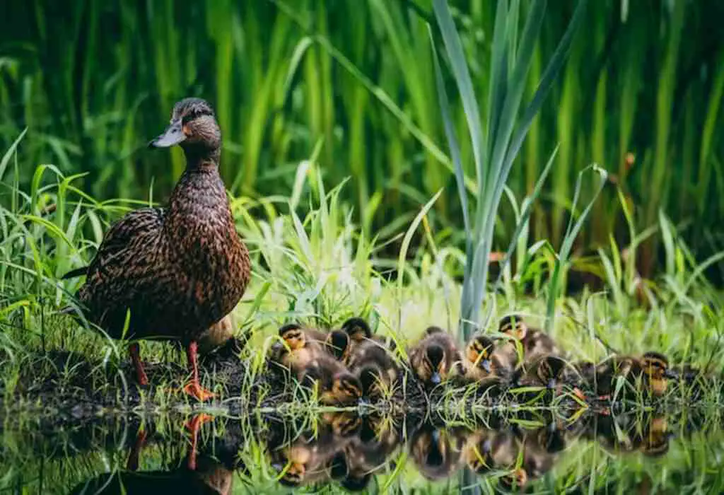 A Mallard Duck with its ducklings feeding on the edge of the water.