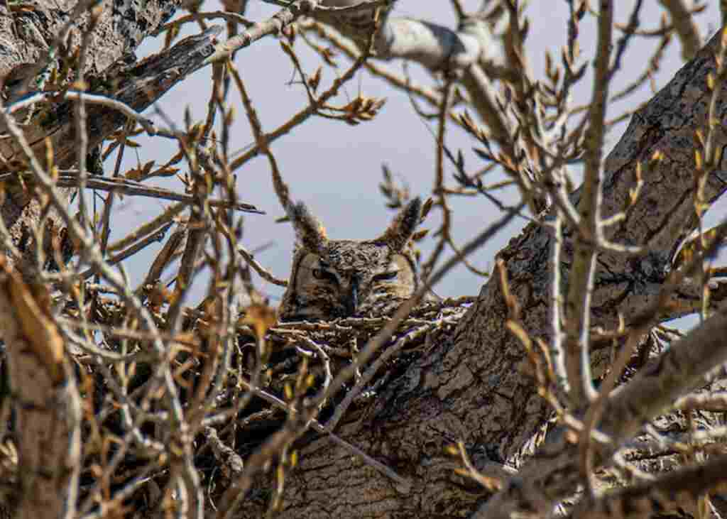 Adult owl in nest