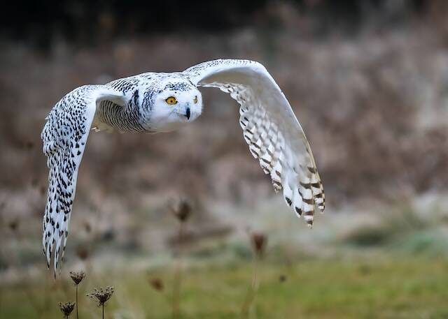 A Snowy Owl flying through the air.