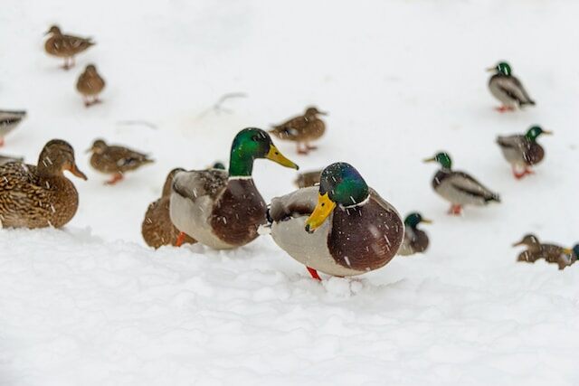 A bunch of ducks enjoying snow.