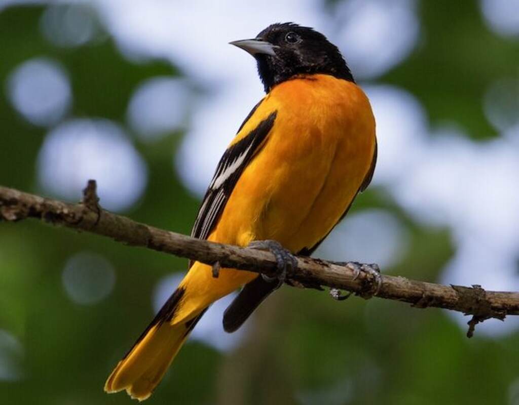 A male Baltimore oriole perched in a tree.