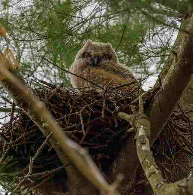 An owlet in a nest.