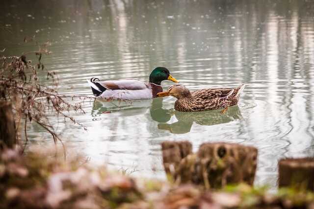 Two ducks together in the water.