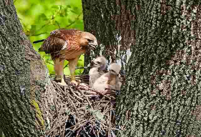 Red tailed hawk with the chicks.

