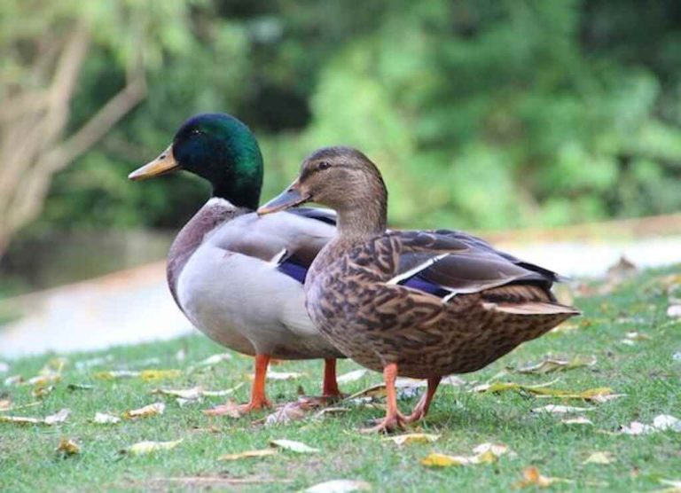 Do Ducks Eat Apples? The Ultimate Guide to Duck Diets!