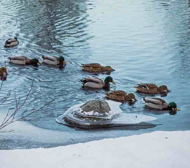 A bunch of ducks swimming in frozen cold water during winter.