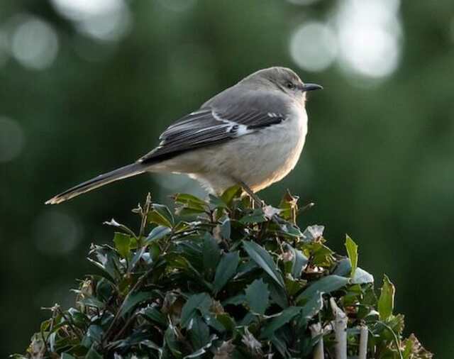 A Northern Mockingbird perched on the top of a tree.