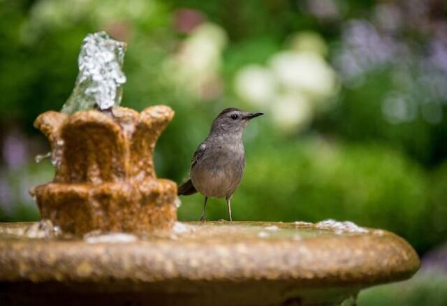 A gray catbird perched onto the side of a bird bath.