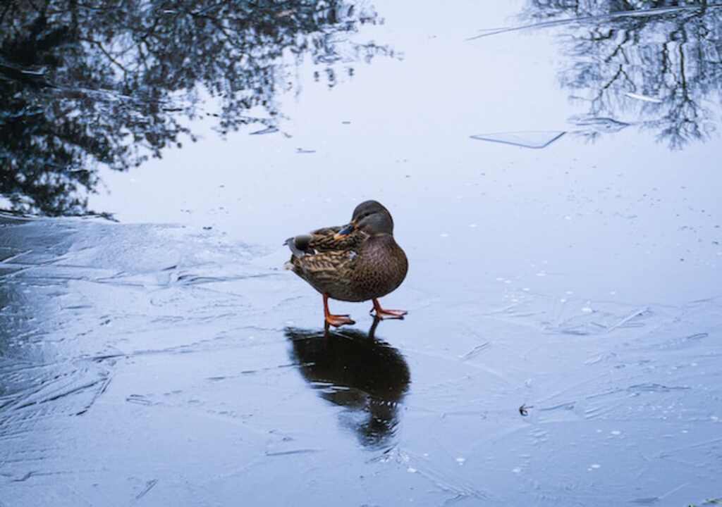 A duck standing on a frozen body of water.
