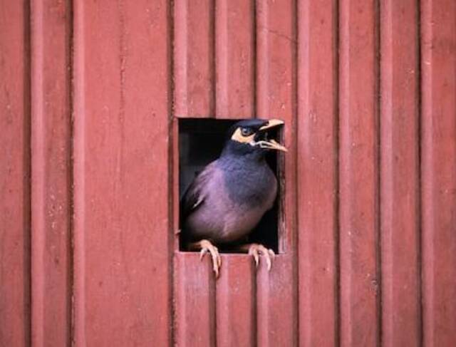 An angry Myna hissing.