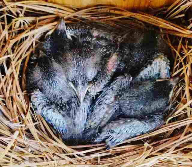 Baby bluebirds in a nest.