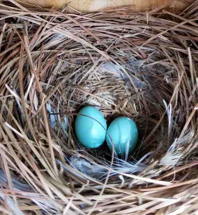 A bluebirds eggs in a nest.