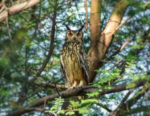 Do Owls Have Teeth? The Surprising Truth You Need to Know | Learn Bird ...