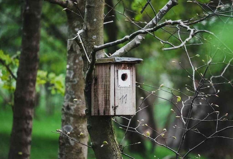 Do Birds Actually Use Birdhouses