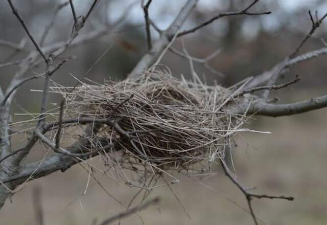 An abandoned nest in a tree.