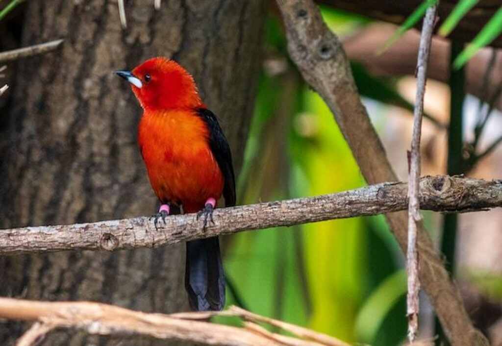 A beautifully colored Brazilian Tanager.