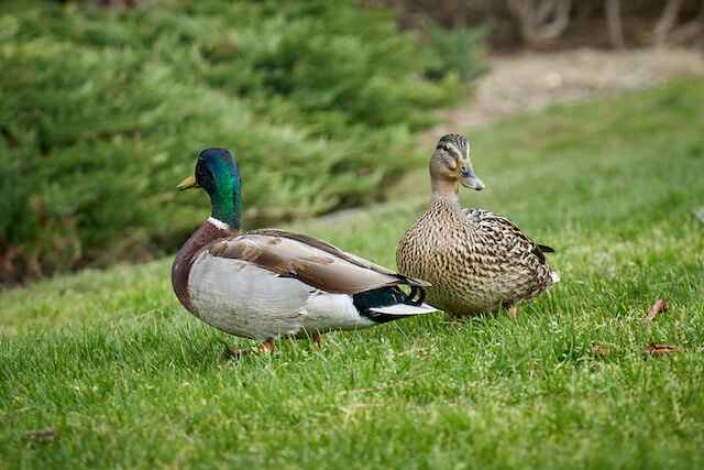 Two mallard ducks on the grass.