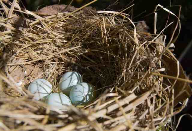 Four small white eggs in a nest.