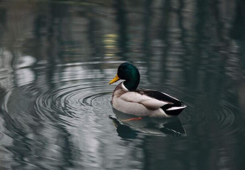 A mallard duck swimming in water.