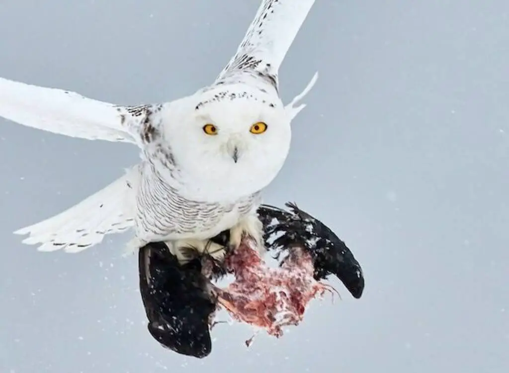 An owl carrying a bird's carcass in its talons.