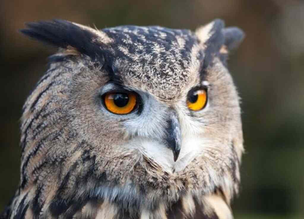 An owl's piercing red eyes.