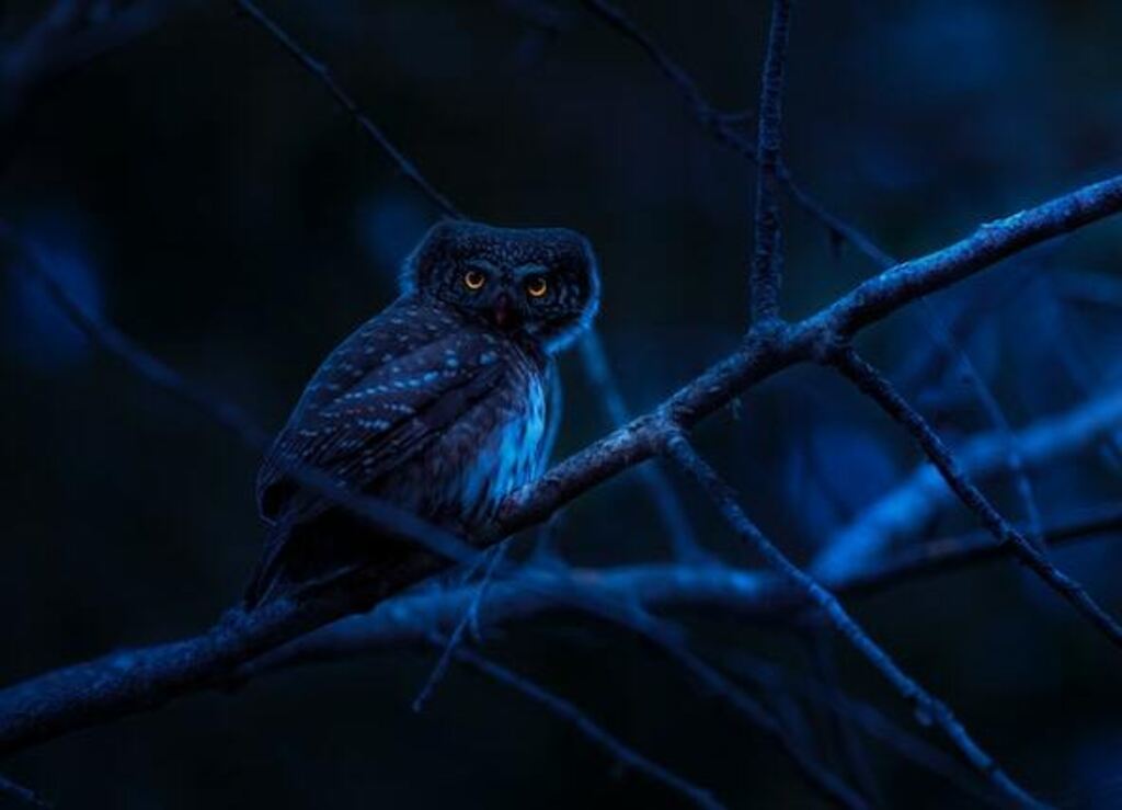 An owl perched in a tree with glowing eyes in complete darkness.