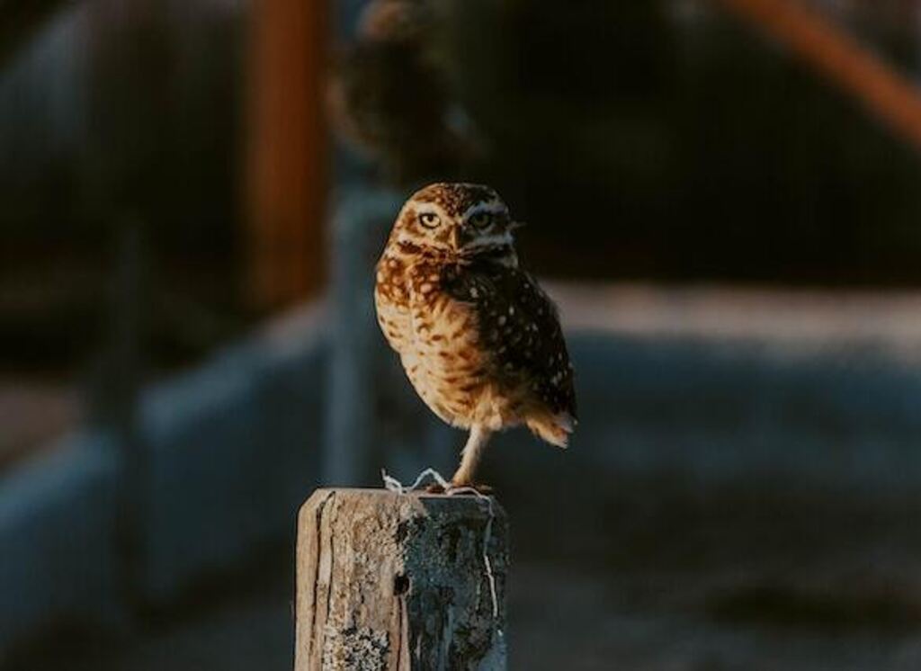 A burrowing owl perched on a post, standing on one leg.
