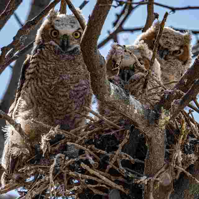 An adult owl with owlets in a nest.