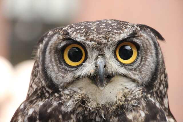 An Owl with piercing yellow irises and black pupils.