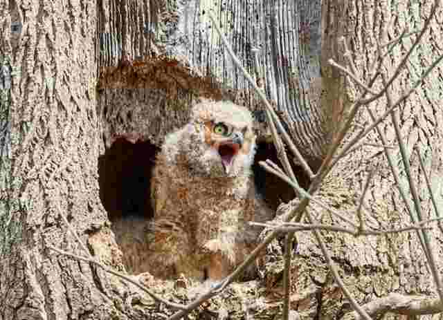 An owlet coming out of its nest.