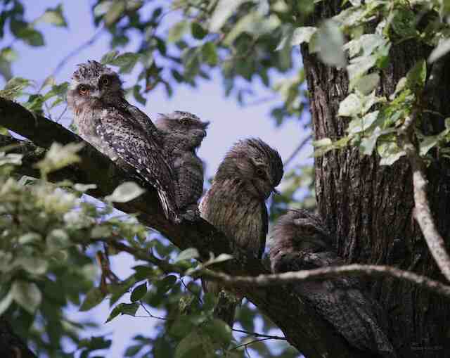 Four owlets in a tree.