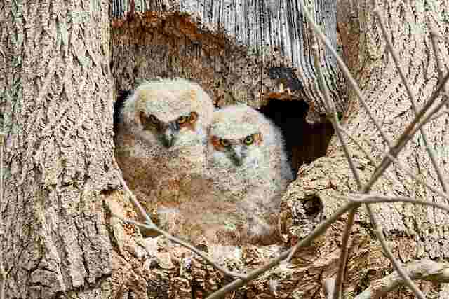 Two Owlets sticking their heads out of their nest.