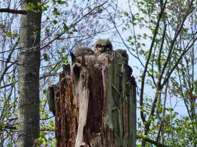 Owlets huddled together in their nest.