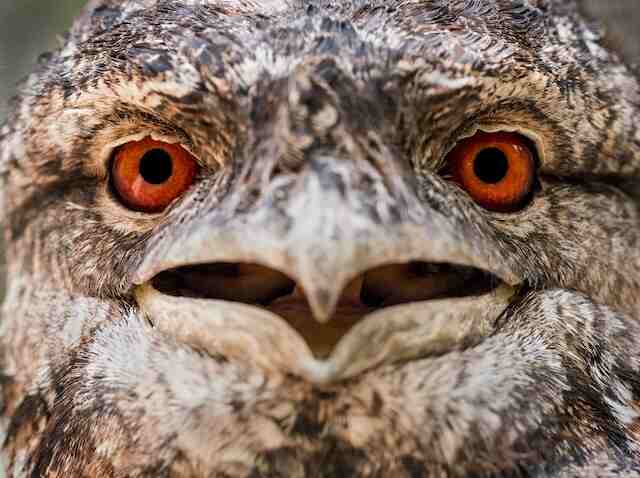 A Papuan Frogmouth with large red eyes.